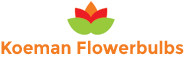 Koeman Flowerbulbs